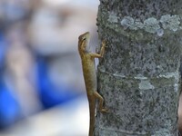 An Oriental garden lizard (Calotes versicolor) or Indian garden lizard sits on a tree in Guwahati, India, on September 19, 2024. (