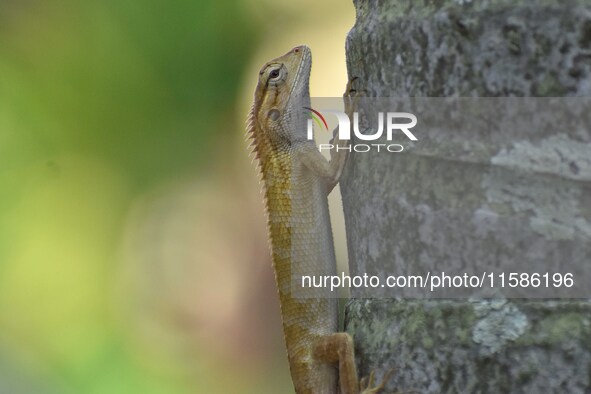 An Oriental garden lizard (Calotes versicolor) or Indian garden lizard sits on a tree in Guwahati, India, on September 19, 2024. 