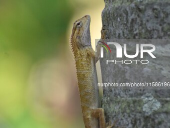 An Oriental garden lizard (Calotes versicolor) or Indian garden lizard sits on a tree in Guwahati, India, on September 19, 2024. (