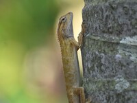 An Oriental garden lizard (Calotes versicolor) or Indian garden lizard sits on a tree in Guwahati, India, on September 19, 2024. (