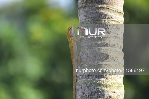 An Oriental garden lizard (Calotes versicolor) or Indian garden lizard sits on a tree in Guwahati, India, on September 19, 2024. 