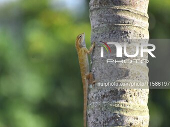 An Oriental garden lizard (Calotes versicolor) or Indian garden lizard sits on a tree in Guwahati, India, on September 19, 2024. (