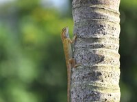 An Oriental garden lizard (Calotes versicolor) or Indian garden lizard sits on a tree in Guwahati, India, on September 19, 2024. (