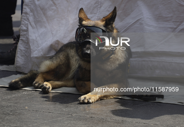 A rescue dog participates in the National Drill 2024 in Mexico City, Mexico, on September 19, 2024, to evaluate and correct responses to pos...