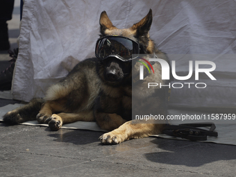 A rescue dog participates in the National Drill 2024 in Mexico City, Mexico, on September 19, 2024, to evaluate and correct responses to pos...