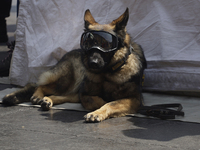 A rescue dog participates in the National Drill 2024 in Mexico City, Mexico, on September 19, 2024, to evaluate and correct responses to pos...