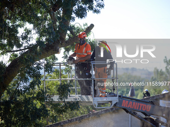 A lumberjack cuts an ash tree where a squirrel lived hours ago. He is arrested. For the fourth day, Gendarmerie and CNAMO try to dislodge sq...