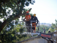 A lumberjack cuts an ash tree where a squirrel lived hours ago. He is arrested. For the fourth day, Gendarmerie and CNAMO try to dislodge sq...