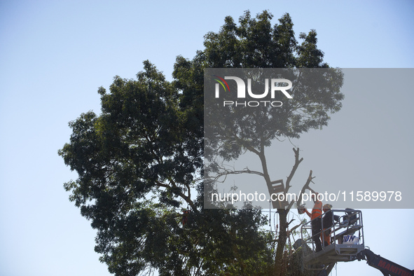 A lumberjack cuts an ash tree where a squirrel lived hours ago. He is arrested. For the fourth day, Gendarmerie and CNAMO try to dislodge sq...