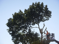 A lumberjack cuts an ash tree where a squirrel lived hours ago. He is arrested. For the fourth day, Gendarmerie and CNAMO try to dislodge sq...