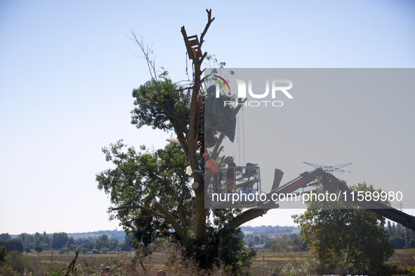 A lumberjack cuts an ash tree where a squirrel lives only hours before. One can see the remains of the squirrel's hut in the tree. For the f...