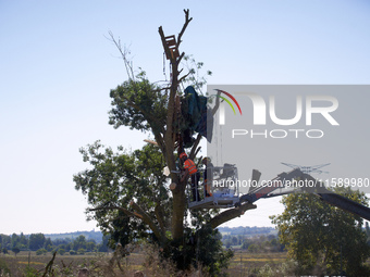 A lumberjack cuts an ash tree where a squirrel lives only hours before. One can see the remains of the squirrel's hut in the tree. For the f...