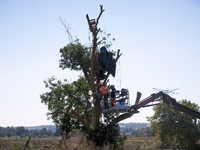 A lumberjack cuts an ash tree where a squirrel lives only hours before. One can see the remains of the squirrel's hut in the tree. For the f...