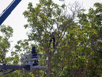 Four members of the CNAMO unit approach with a basket to stop the occupation of Zineb, an old walnut tree, by 'squirrels'. For the fourth da...