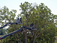 Four members of the CNAMO unit approach with a basket to stop their occupation of Zineb, an old walnut tree. For the fourth day, Gendarmerie...