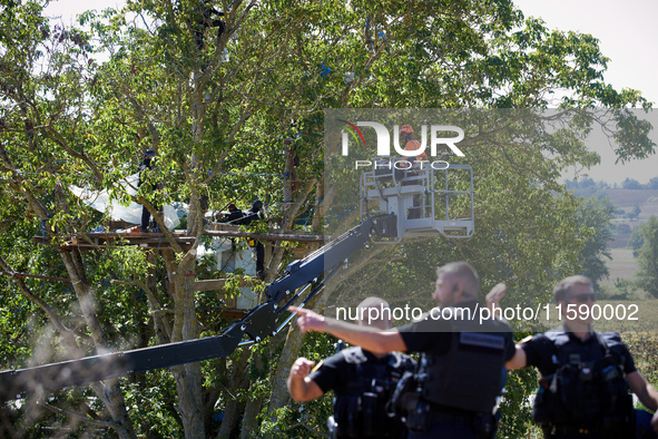 Gendarmes gesture while a tree logger begins to cut branches of an old walnut tree called Zineb by 'ecureuils' (i.e., squirrels). The tree l...