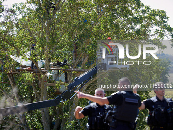 Gendarmes gesture while a tree logger begins to cut branches of an old walnut tree called Zineb by 'ecureuils' (i.e., squirrels). The tree l...