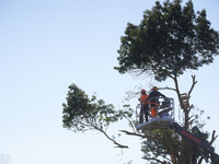 A lumberjack cuts an ash tree into pieces where a squirrel lived hours ago. He is arrested. For the fourth day, Gendarmerie and CNAMO try to...