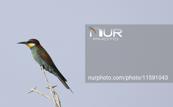 A European bee-eater sits on a branch in the countryside near the Mediterranean port of Limassol. Cyprus, Friday, September 20, 2024. 