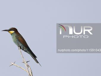 A European bee-eater sits on a branch in the countryside near the Mediterranean port of Limassol. Cyprus, Friday, September 20, 2024. (