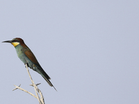 A European bee-eater sits on a branch in the countryside near the Mediterranean port of Limassol. Cyprus, Friday, September 20, 2024. (