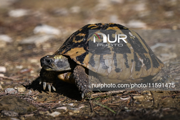 BERAT, ALBANIA - SEPTEMBER 20:   
Hermann's tortoise seen near Gorica Castle Ruins, on September 20, 2024, in Berat, Berat County, Albania. 