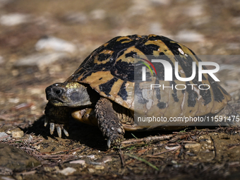 BERAT, ALBANIA - SEPTEMBER 20:   
Hermann's tortoise seen near Gorica Castle Ruins, on September 20, 2024, in Berat, Berat County, Albania....