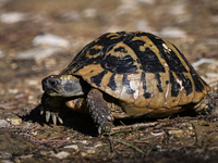 BERAT, ALBANIA - SEPTEMBER 20:   
Hermann's tortoise seen near Gorica Castle Ruins, on September 20, 2024, in Berat, Berat County, Albania....