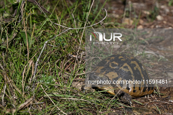 BERAT, ALBANIA - SEPTEMBER 20:   
Hermann's tortoise seen near Gorica Castle Ruins, on September 20, 2024, in Berat, Berat County, Albania. 