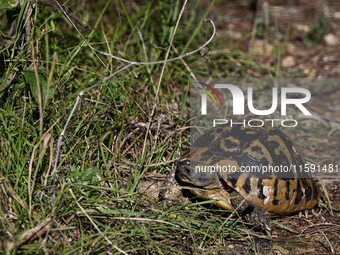 BERAT, ALBANIA - SEPTEMBER 20:   
Hermann's tortoise seen near Gorica Castle Ruins, on September 20, 2024, in Berat, Berat County, Albania....