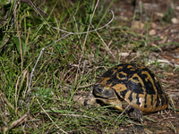 BERAT, ALBANIA - SEPTEMBER 20:   
Hermann's tortoise seen near Gorica Castle Ruins, on September 20, 2024, in Berat, Berat County, Albania....