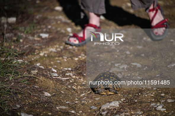 BERAT, ALBANIA - SEPTEMBER 20:   
Hermann's tortoise seen near Gorica Castle Ruins, on September 20, 2024, in Berat, Berat County, Albania. 