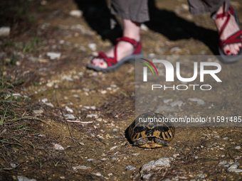 BERAT, ALBANIA - SEPTEMBER 20:   
Hermann's tortoise seen near Gorica Castle Ruins, on September 20, 2024, in Berat, Berat County, Albania....