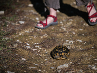 BERAT, ALBANIA - SEPTEMBER 20:   
Hermann's tortoise seen near Gorica Castle Ruins, on September 20, 2024, in Berat, Berat County, Albania....