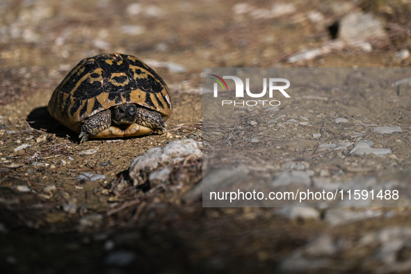 BERAT, ALBANIA - SEPTEMBER 20:   
Hermann's tortoise seen near Gorica Castle Ruins, on September 20, 2024, in Berat, Berat County, Albania. 