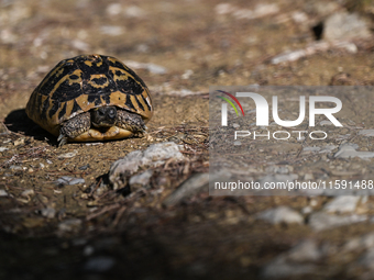 BERAT, ALBANIA - SEPTEMBER 20:   
Hermann's tortoise seen near Gorica Castle Ruins, on September 20, 2024, in Berat, Berat County, Albania....