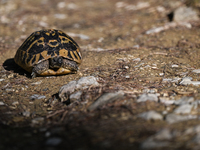 BERAT, ALBANIA - SEPTEMBER 20:   
Hermann's tortoise seen near Gorica Castle Ruins, on September 20, 2024, in Berat, Berat County, Albania....