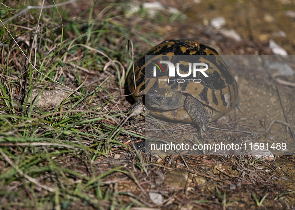 BERAT, ALBANIA - SEPTEMBER 20:   
Hermann's tortoise seen near Gorica Castle Ruins, on September 20, 2024, in Berat, Berat County, Albania. 