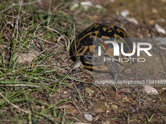 BERAT, ALBANIA - SEPTEMBER 20:   
Hermann's tortoise seen near Gorica Castle Ruins, on September 20, 2024, in Berat, Berat County, Albania....