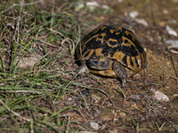 BERAT, ALBANIA - SEPTEMBER 20:   
Hermann's tortoise seen near Gorica Castle Ruins, on September 20, 2024, in Berat, Berat County, Albania....