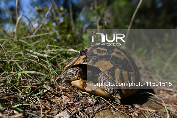 BERAT, ALBANIA - SEPTEMBER 20:   
Hermann's tortoise seen near Gorica Castle Ruins, on September 20, 2024, in Berat, Berat County, Albania. 