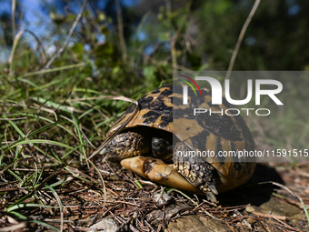 BERAT, ALBANIA - SEPTEMBER 20:   
Hermann's tortoise seen near Gorica Castle Ruins, on September 20, 2024, in Berat, Berat County, Albania....