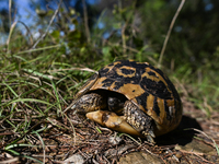 BERAT, ALBANIA - SEPTEMBER 20:   
Hermann's tortoise seen near Gorica Castle Ruins, on September 20, 2024, in Berat, Berat County, Albania....