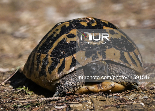 BERAT, ALBANIA - SEPTEMBER 20:   
Hermann's tortoise seen near Gorica Castle Ruins, on September 20, 2024, in Berat, Berat County, Albania. 