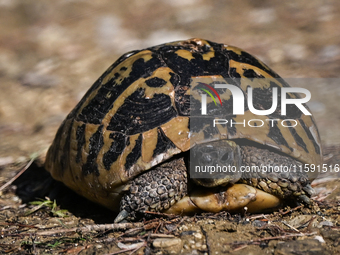 BERAT, ALBANIA - SEPTEMBER 20:   
Hermann's tortoise seen near Gorica Castle Ruins, on September 20, 2024, in Berat, Berat County, Albania....