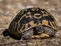 BERAT, ALBANIA - SEPTEMBER 20:   
Hermann's tortoise seen near Gorica Castle Ruins, on September 20, 2024, in Berat, Berat County, Albania....