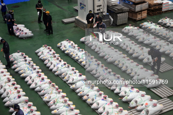 An early morning tuna auction takes place at Toyosu Market in Tokyo, Japan, on September 22, 2023. On September 20, 2024, according to the o...