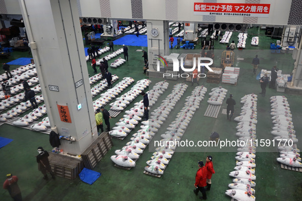 An early morning tuna auction takes place at Toyosu Market in Tokyo, Japan, on September 22, 2023. On September 20, 2024, according to the o...