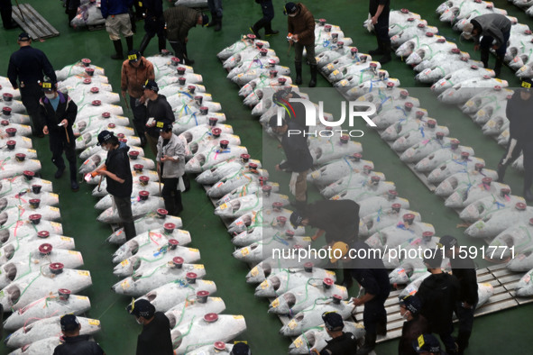 An early morning tuna auction takes place at Toyosu Market in Tokyo, Japan, on September 22, 2023. On September 20, 2024, according to the o...