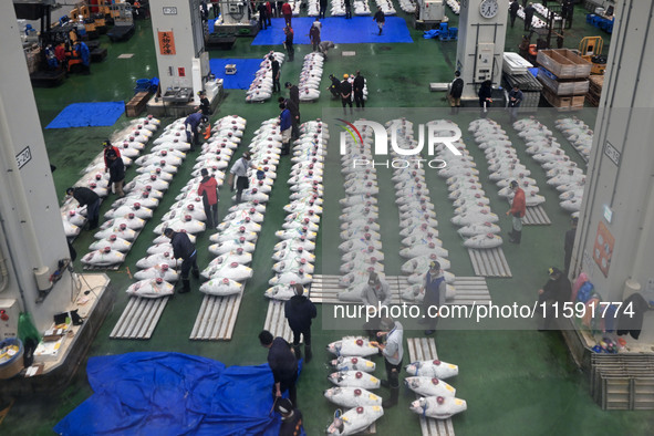 An early morning tuna auction takes place at Toyosu Market in Tokyo, Japan, on September 22, 2023. On September 20, 2024, according to the o...